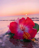 Soy & Crystal Candle ~ Hibiscus & Dragonfruit