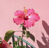 Soy & Crystal Candle ~ Hibiscus & Dragonfruit